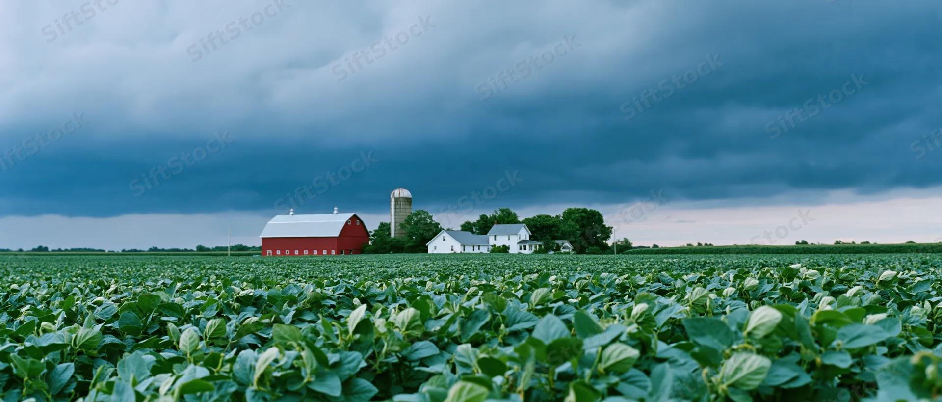 Soybean field stretching to a red barn and white farmhouse under stormy sky