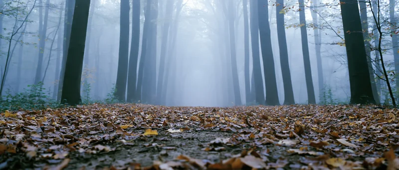 Misty forest path covered in fallen leaves receding into dense fog