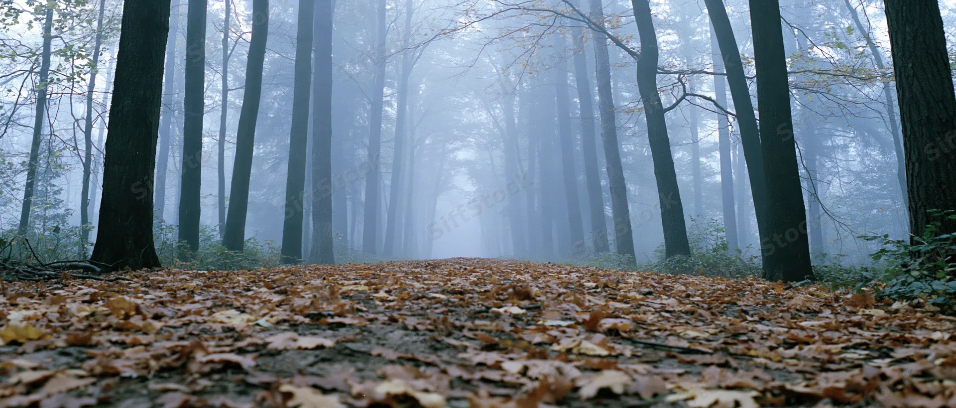 Misty forest path covered in fallen leaves receding into dense fog