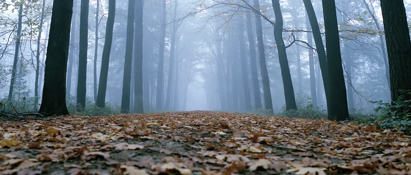 Misty forest path covered in fallen leaves receding into dense fog