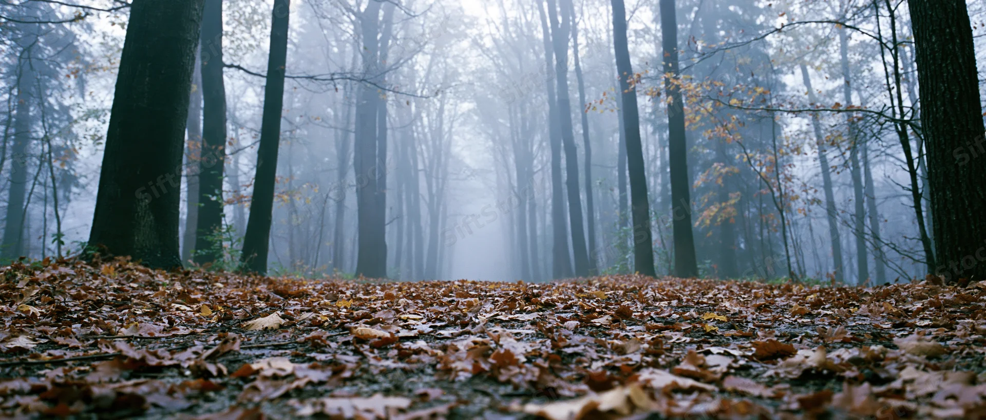 Misty autumn forest path covered in fallen leaves receding into dense fog