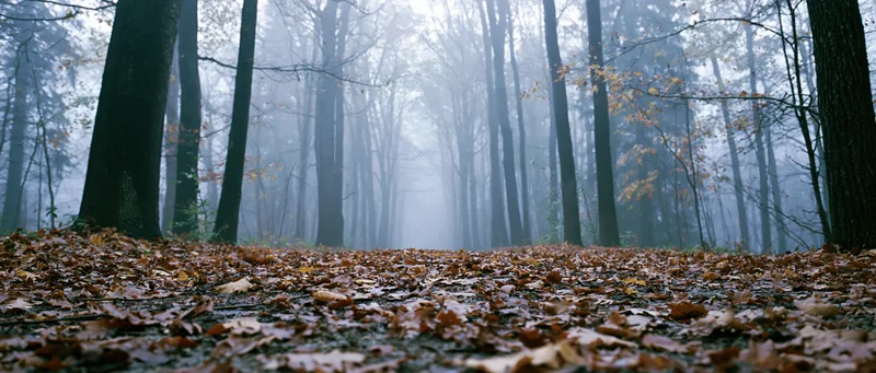 Misty autumn forest path covered in fallen leaves receding into dense fog