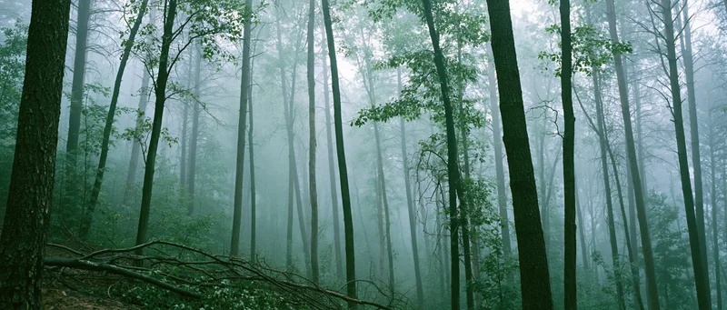 Misty deciduous forest interior with tall slender tree trunks