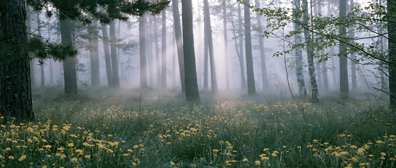 Misty forest floor covered in wild dandelions and tall grass with sunlight filtering through trees