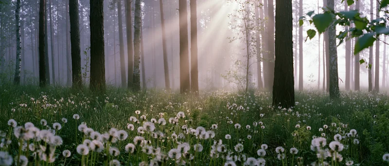 Misty forest floor covered in blooming dandelions and tall grass with sunlight filtering through trees