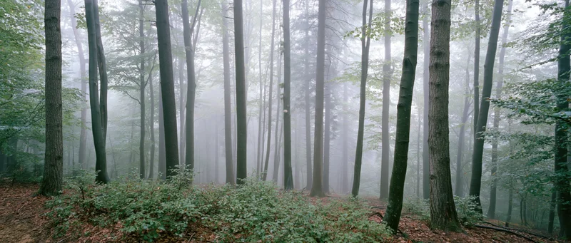Misty deciduous forest interior with tall trees and ground cover in early autumn