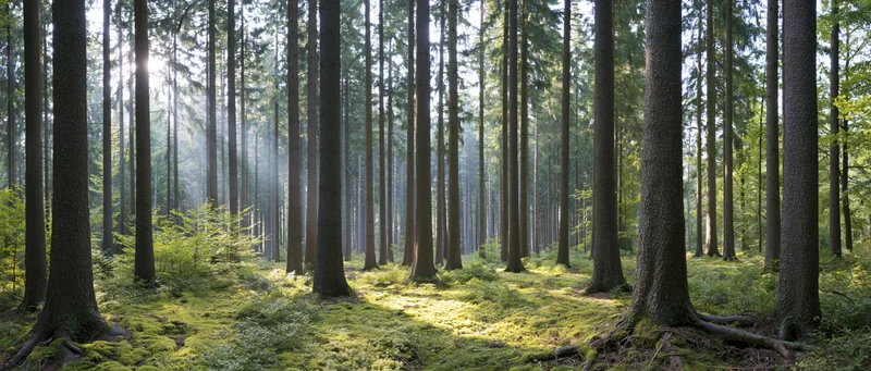Tall straight trees in a mixed conifer and deciduous forest with sunlight filtering through the canopy onto a mossy forest floor