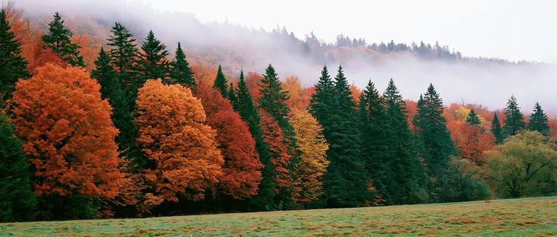 Mixed deciduous and evergreen trees in full autumn color along a misty hillside with a grassy meadow in the foreground