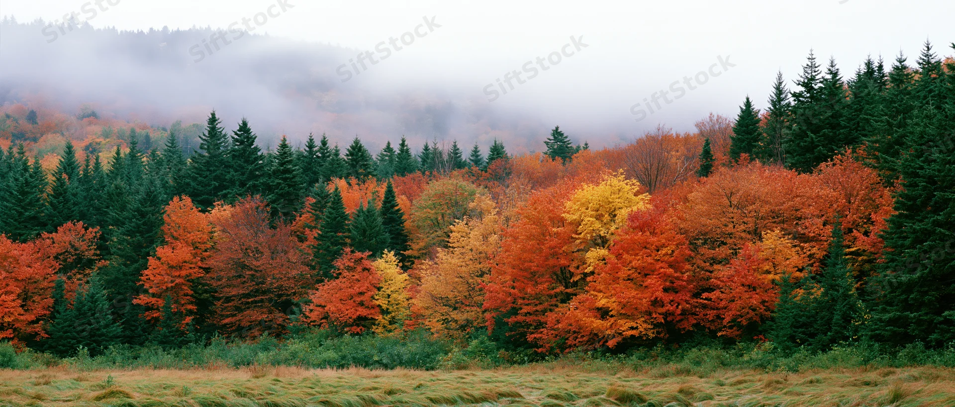 Mixed deciduous and evergreen forest in full autumn color with mist over hills and grassy foreground