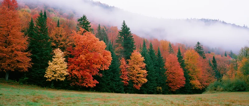 Autumn forest with colorful deciduous and evergreen trees on a misty hillside overlooking a grassy meadow