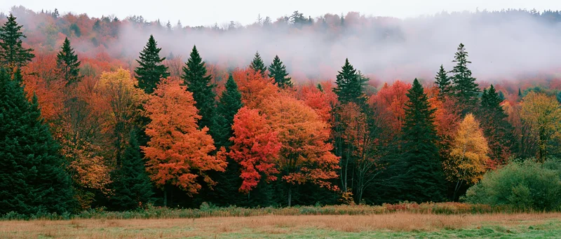 Mixed deciduous and evergreen forest in full autumn color with mist over treetops and grassy field in foreground