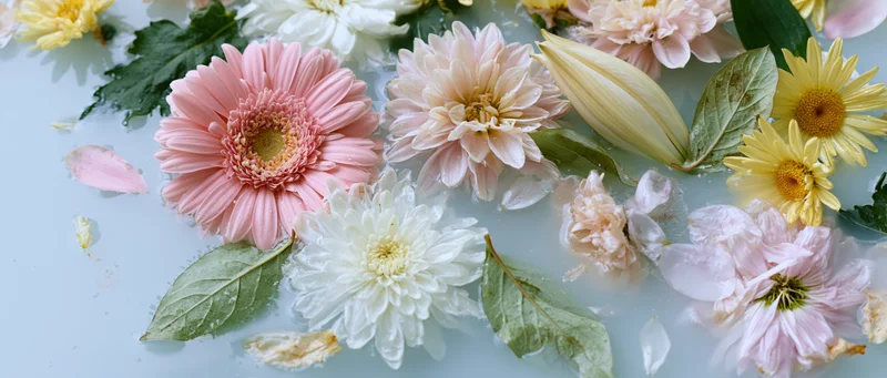 Floating pink white and yellow flowers with leaves in water on light surface