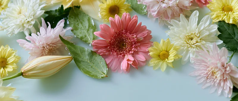 Pink gerbera daisy and white yellow chrysanthemums with green leaves arranged on light blue surface