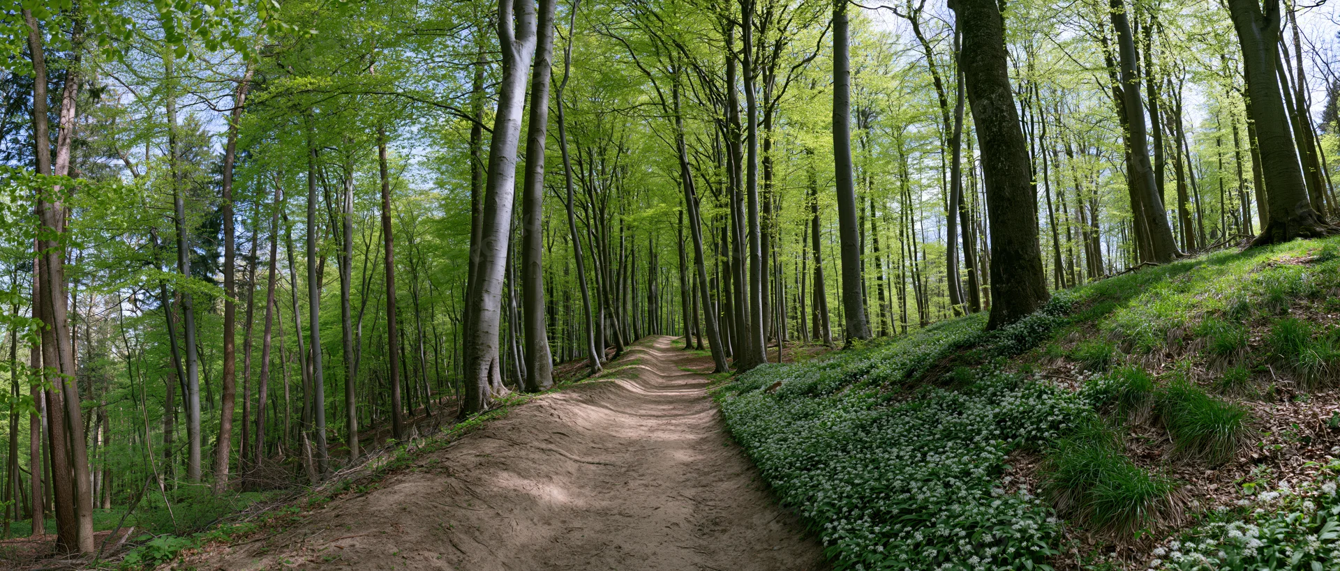 Narrow dirt path winding through a temperate deciduous forest with green foliage and dappled sunlight