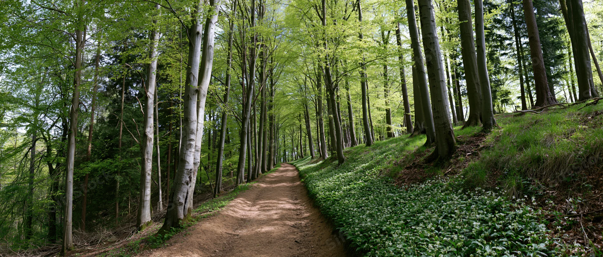 Narrow dirt path winding through a temperate deciduous forest with tall trees and green undergrowth