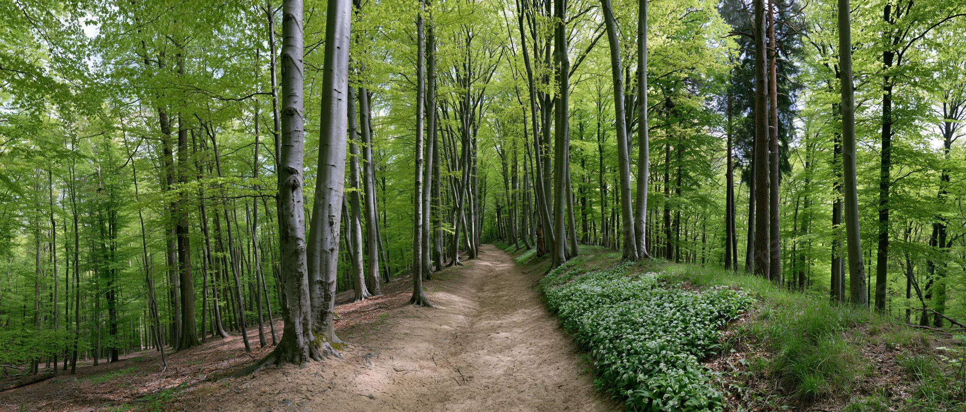 Narrow dirt path winding through a temperate deciduous forest with tall trees and green undergrowth