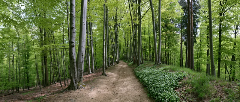 Narrow dirt path winding through a temperate deciduous forest with tall trees and green undergrowth