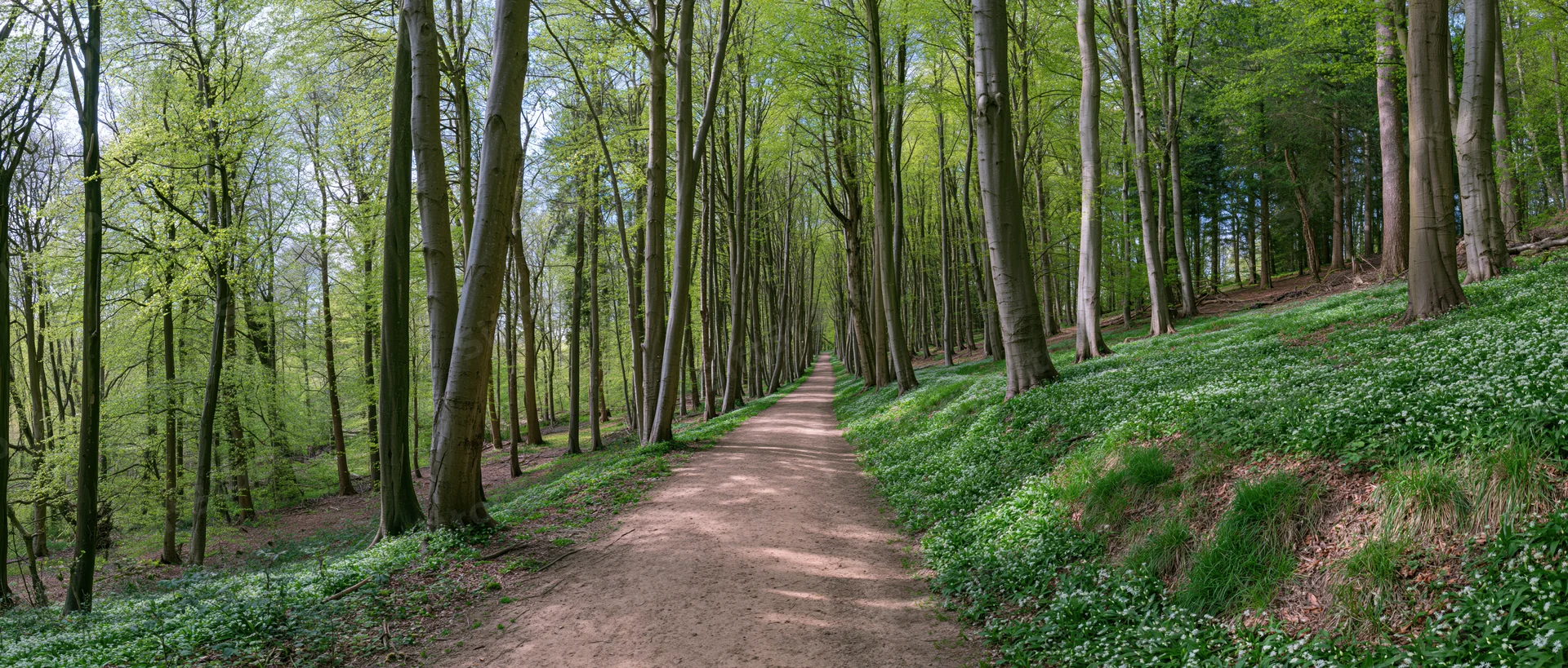 Narrow dirt path winding through a temperate deciduous forest with green foliage and wildflowers along the sides