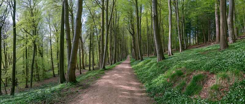 Narrow dirt path winding through a temperate deciduous forest with green foliage and wildflowers along the sides