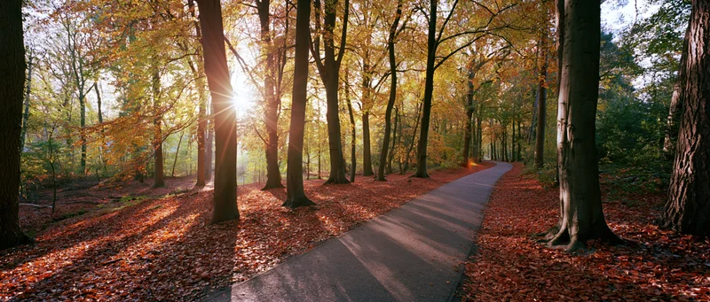 Paved path winding through autumn forest with sunlight filtering through trees