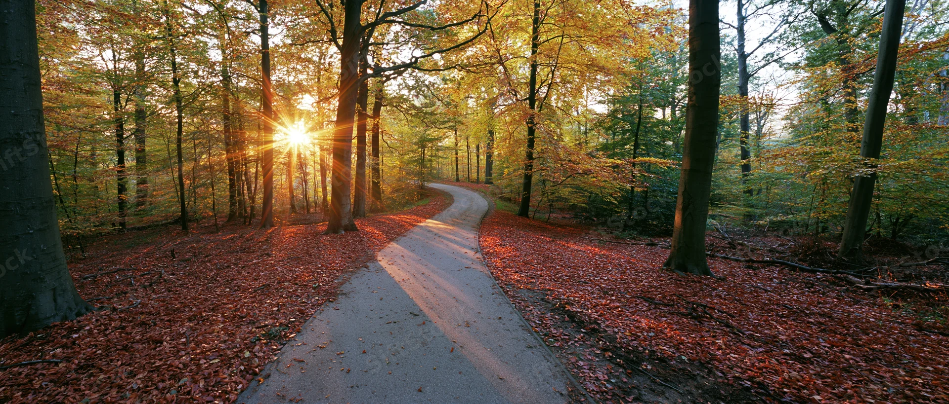 Paved path winding through autumn forest with sunlight filtering through trees