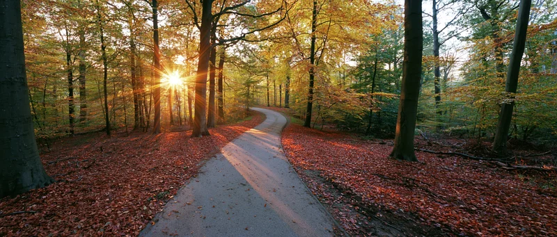Paved path winding through autumn forest with sunlight filtering through trees