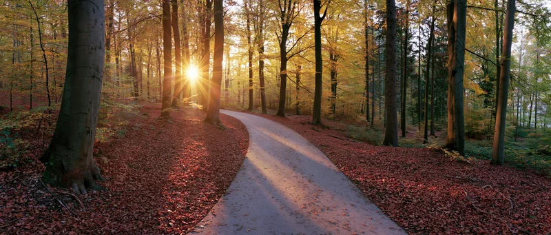 Winding paved path through autumn forest with sunlight filtering through trees