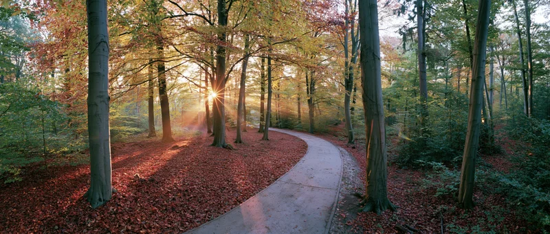 Winding paved path through autumn forest with sunlight filtering through trees
