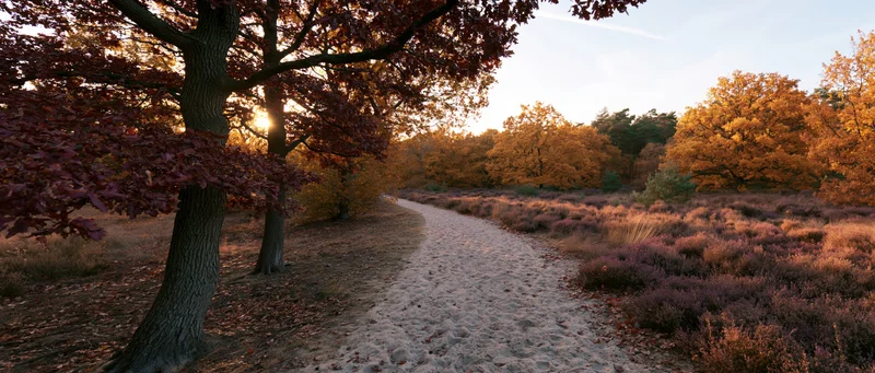 Sandy path winding through autumn forest with colorful trees and heather under warm sunlight