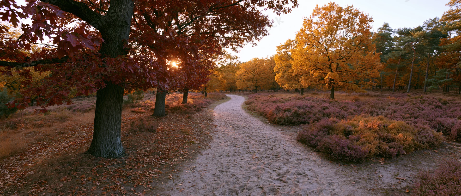 Sandy path winding through autumn forest with colorful trees and heather under golden sunlight