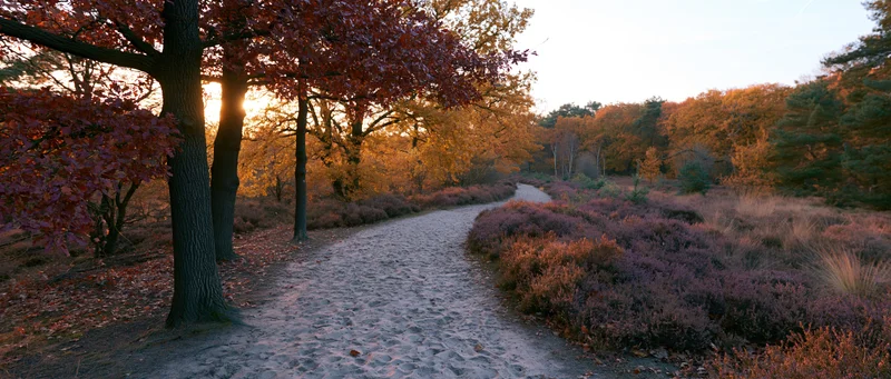 Sandy path winding through autumn forest at sunset with colorful foliage and heather shrubs