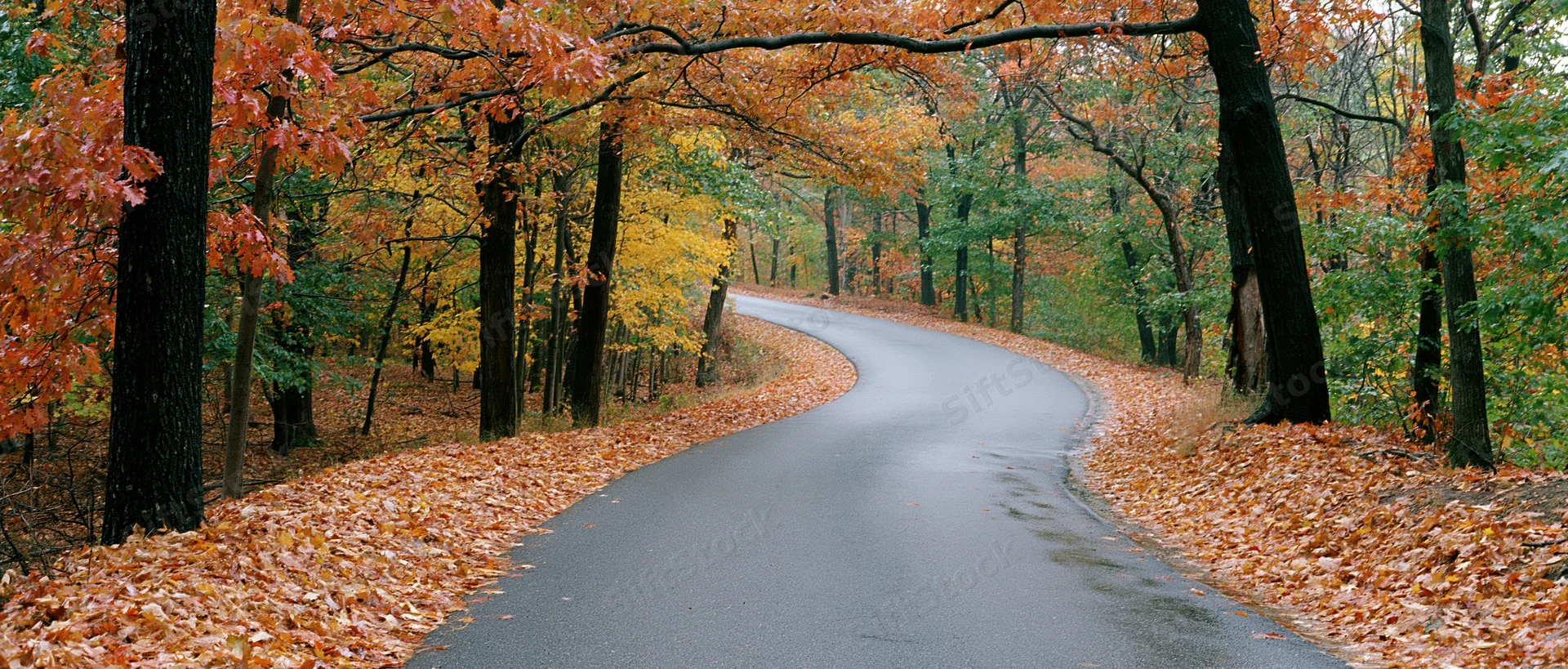 Winding asphalt road curving through autumn forest with fallen leaves and colorful trees