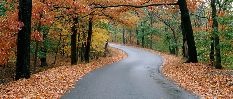 Winding asphalt road curving through autumn forest with fallen leaves and colorful trees