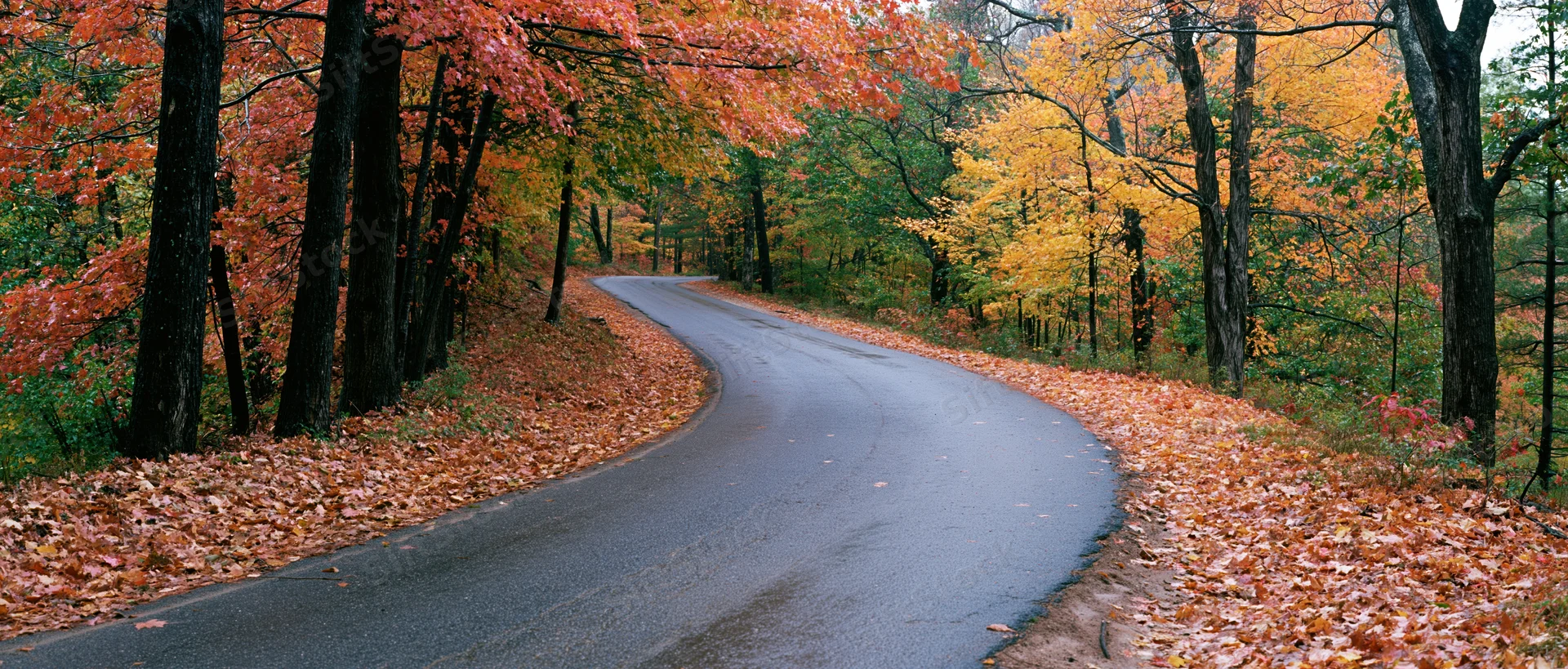 Winding asphalt road curving through autumn forest with colorful foliage and fallen leaves along the sides
