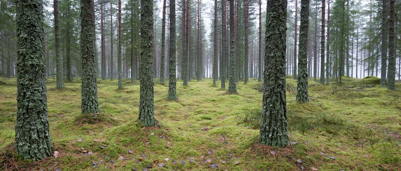 Tall straight pine trees in a moss-covered forest interior under overcast light