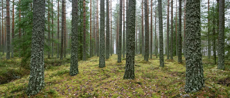 Tall straight pine tree trunks in a moss-covered forest floor