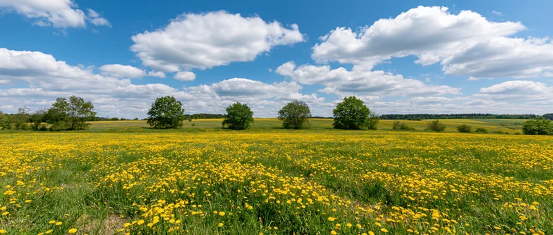 Yellow wildflowers blooming across an open countryside meadow under a blue sky with scattered clouds