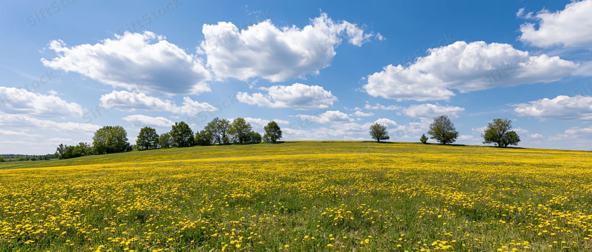 Blooming yellow wildflowers cover a rolling green meadow under a blue sky with scattered white clouds
