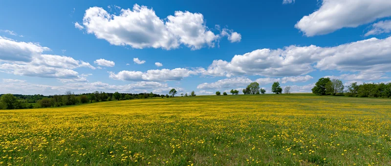 Wide view of a yellow flower-covered meadow under a blue sky with scattered clouds