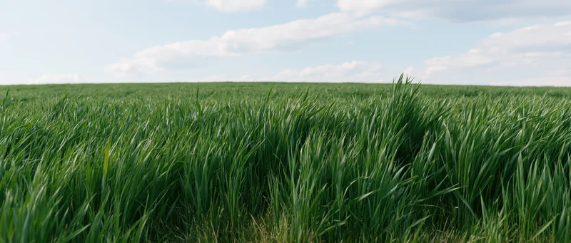 Expansive green grass field stretching to low horizon under partly cloudy sky