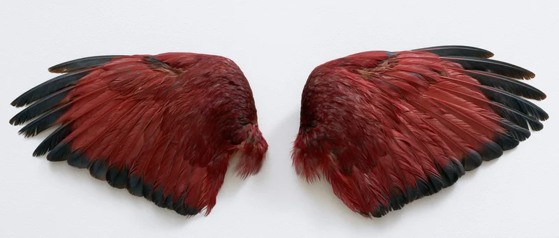 Pair of large bird wings spread symmetrically on white background