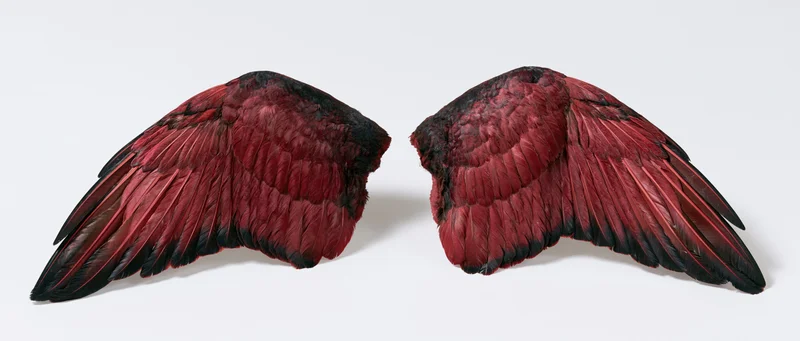 Pair of large red and black bird wings spread symmetrically isolated on white background