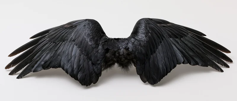 Pair of black bird wings spread wide symmetrically on white background