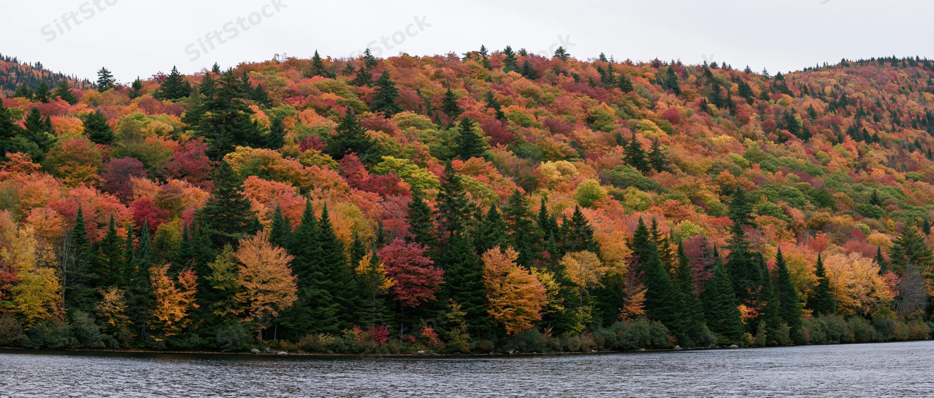 Panoramic view of colorful autumn forest on hillside beside river