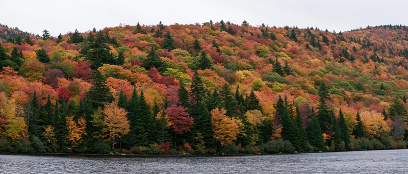 Panoramic view of colorful autumn forest on hillside beside river