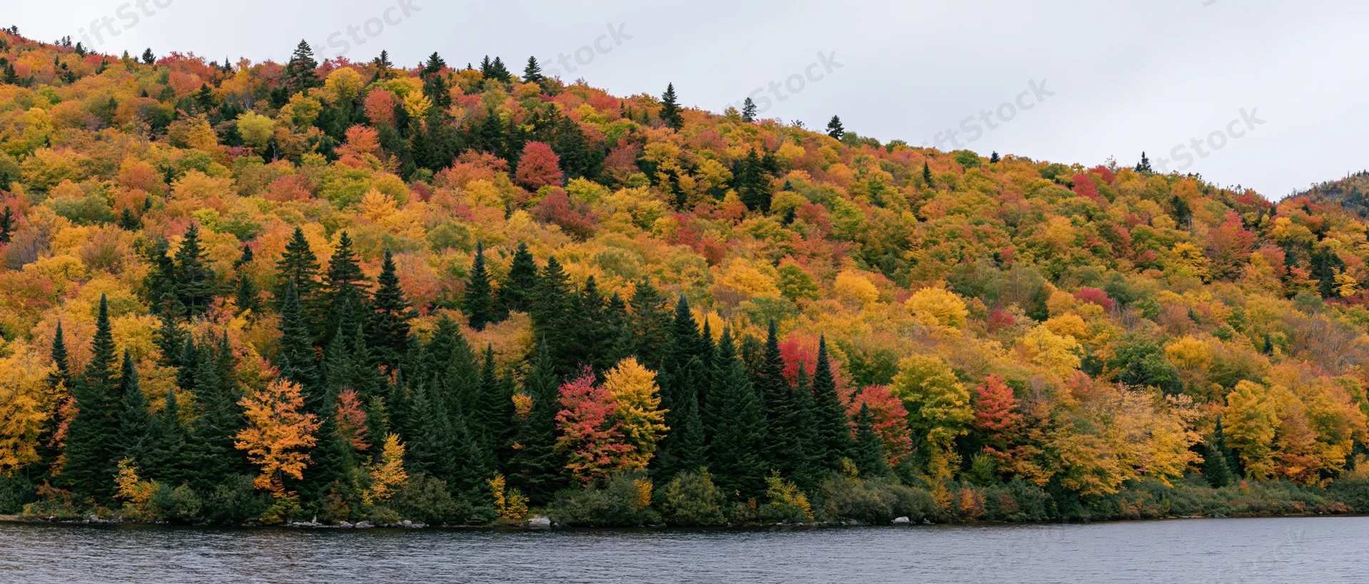 Dense forest on a hillside showing peak autumn foliage beside a calm lake