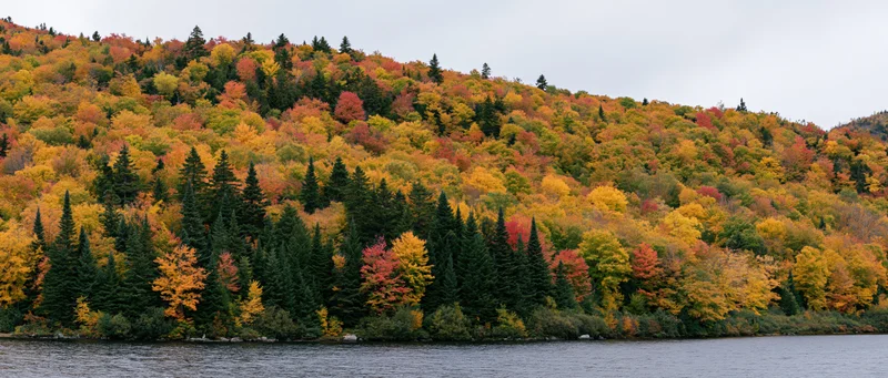 Dense forest on a hillside showing peak autumn foliage beside a calm lake