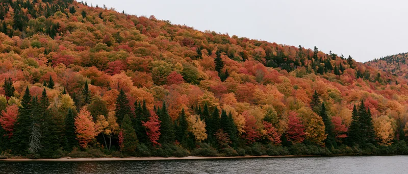 Dense forest on a hillside with colorful autumn foliage beside a calm river