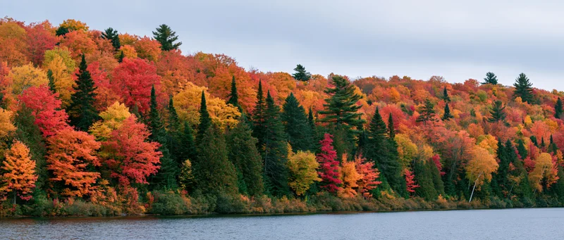 Panoramic view of dense mixed forest in peak autumn foliage along a calm lake shore