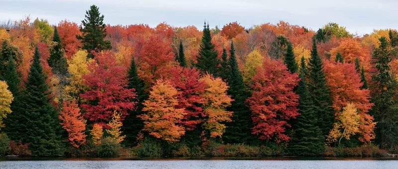 Panoramic view of dense mixed forest in peak autumn foliage along a calm lake shoreline